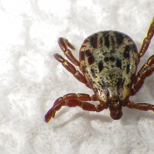 Uninvited Hitchhiker