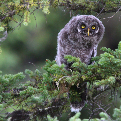 Great Grey Owlet