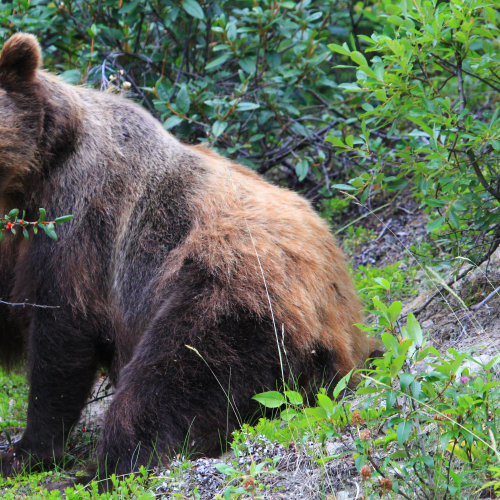 Grizzly Eating Buffalo Berries
