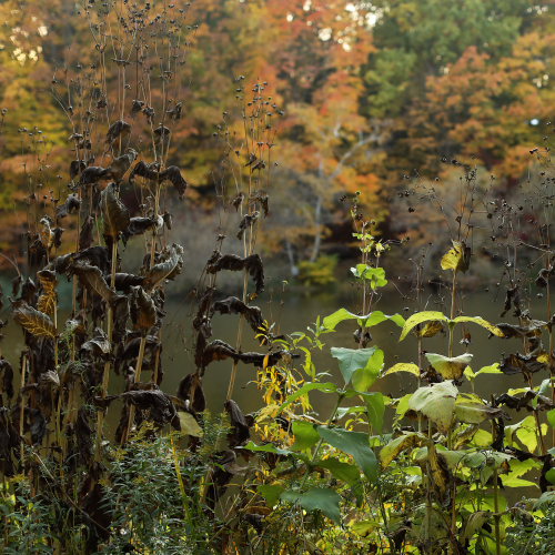 fall leaves