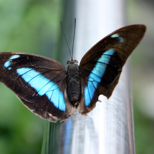 Electric blue