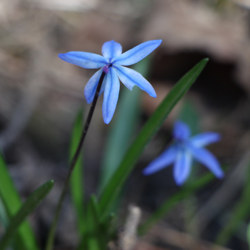 Backyard Blue