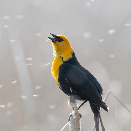 Marsh Song