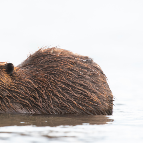 Beaver Buffet