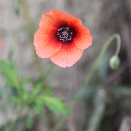 The popping poppy