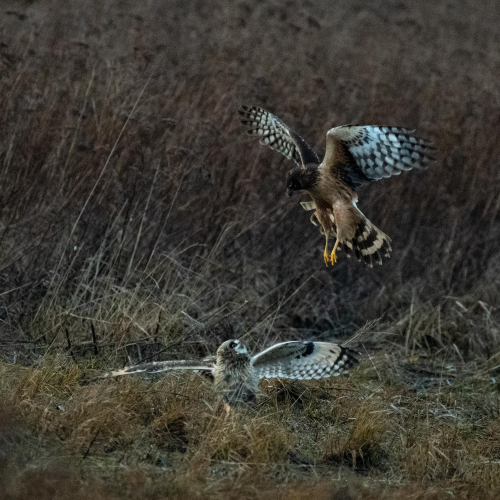 Flight night