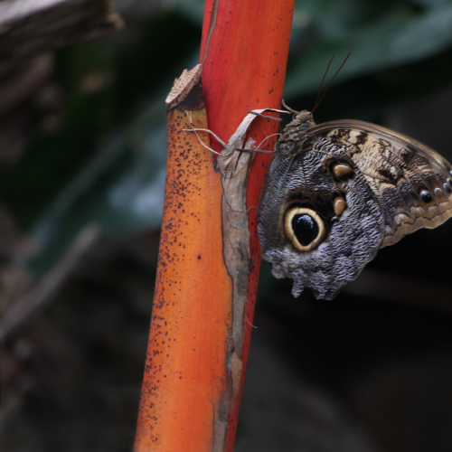 butterfly