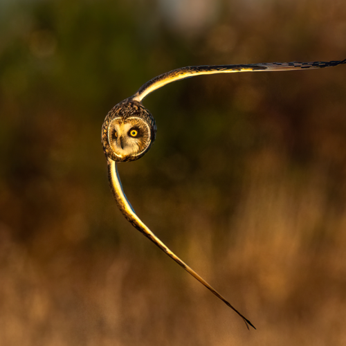 Short eared owl flying