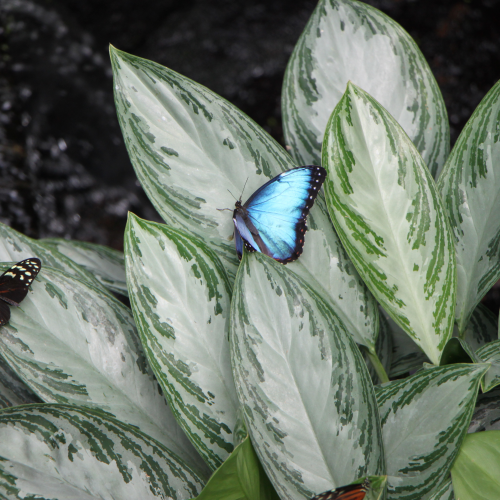 butterflies