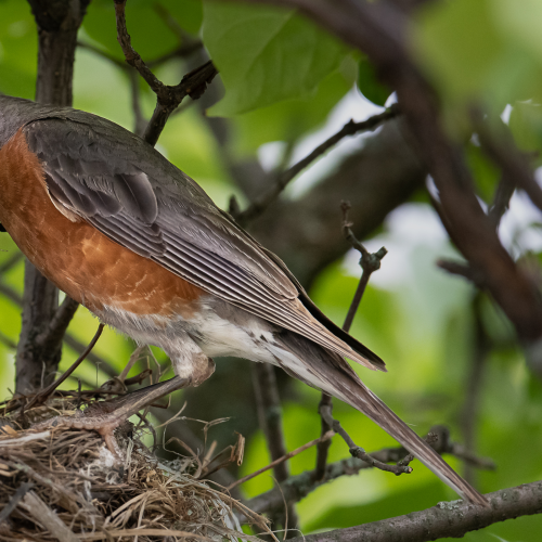 American robin feeding its children