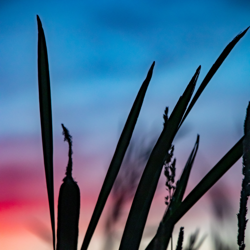 Cattail Sunset