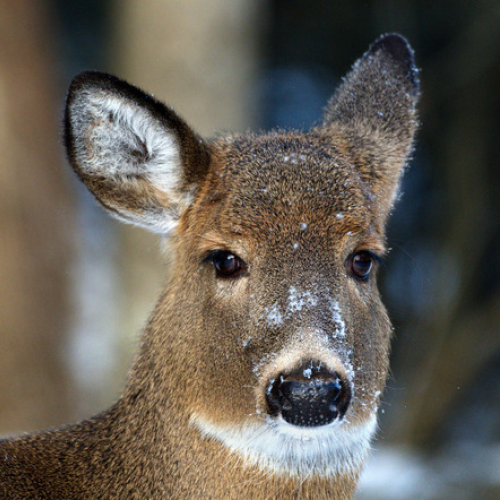 Winter Doe