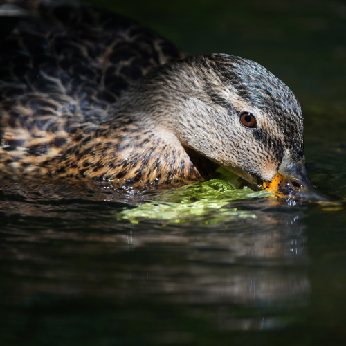 Wet beak