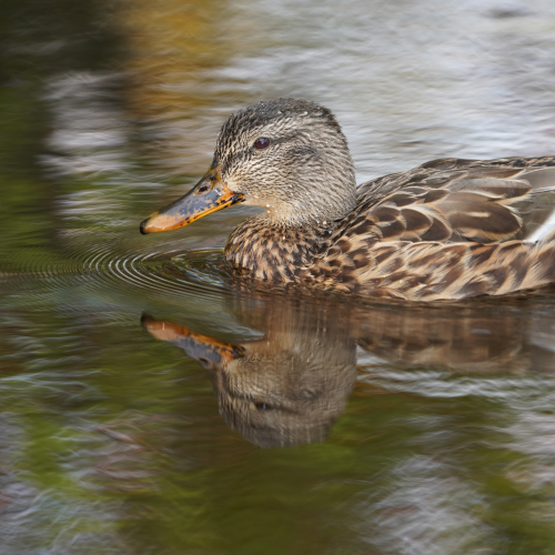 Autumn reflections 