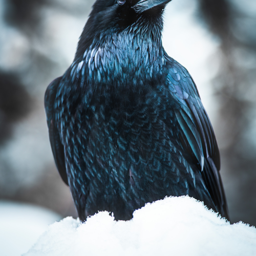 The Guardian