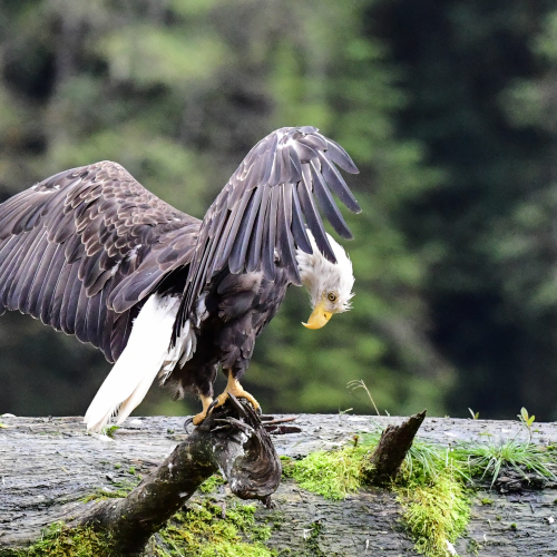 Drying Out The Feathers
