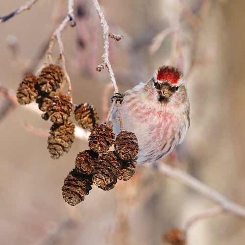 Redpoll Looking at Me