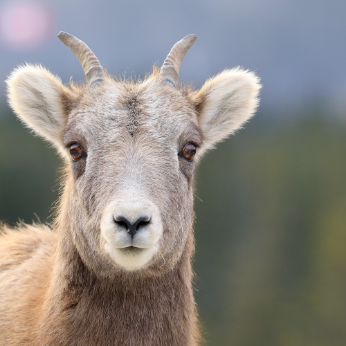 Beautiful Bighorn 