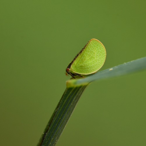 Planthopper