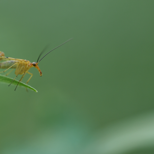 Scorpionfly