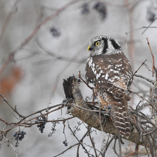 Northern Hawk Owl