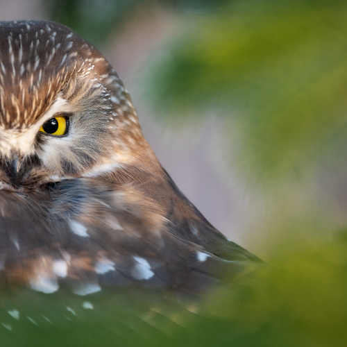 Northern Saw-Whet Owl