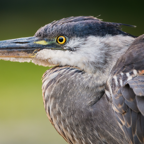 Up Close With a GBH