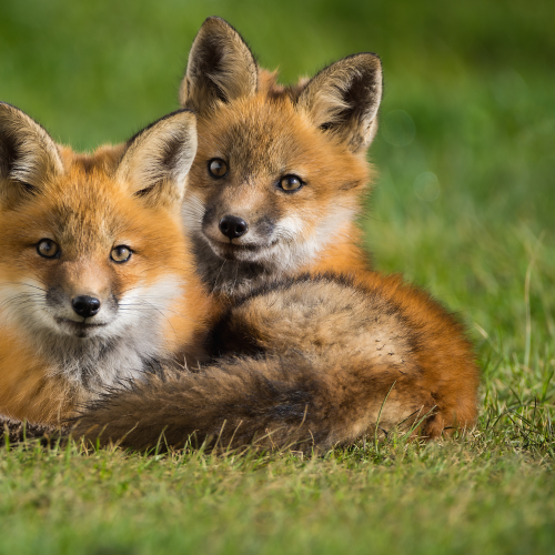 Red Fox Siblings