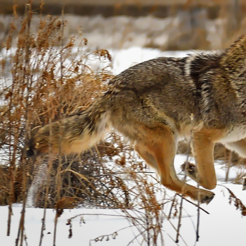 High Flying Coyote