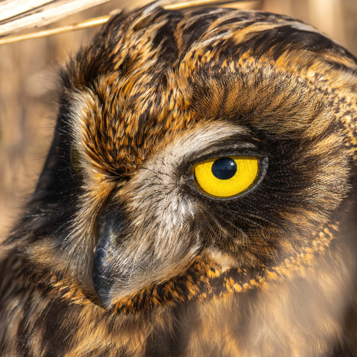Short eared owl close up