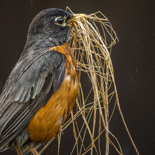 American Robin 