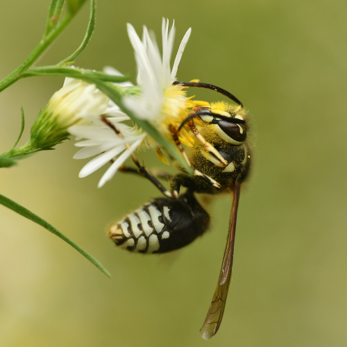 The Pollinator