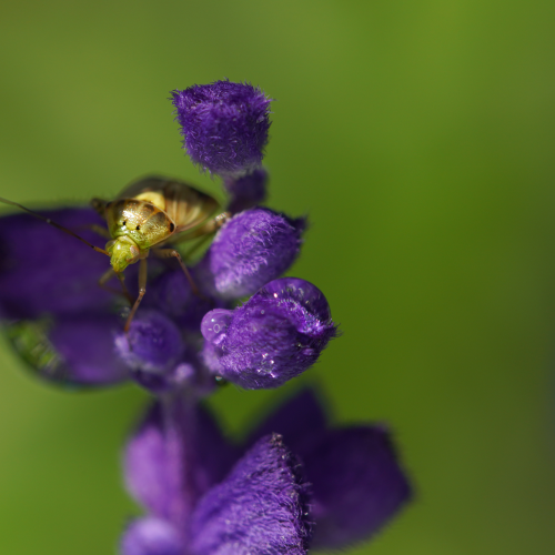 Purple and green