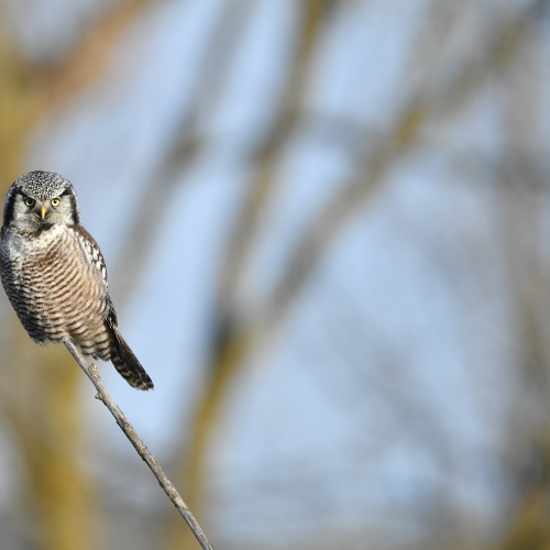 Precariously Perched
