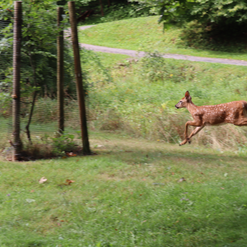 Run