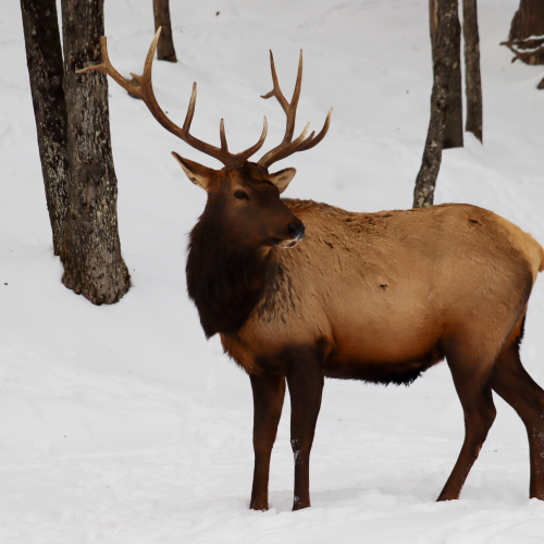 Elk in the woods