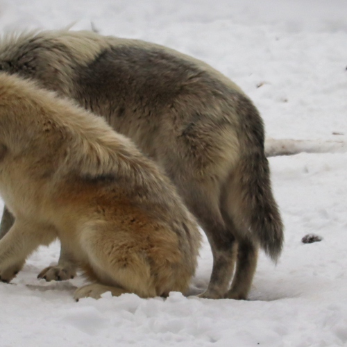 A pair of grey wolves 