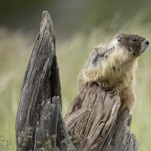 On Guard