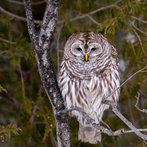 Beautiful Barred Owl