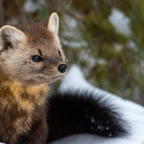 Pine Marten In Winter