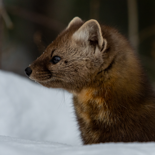 Pine Marten 