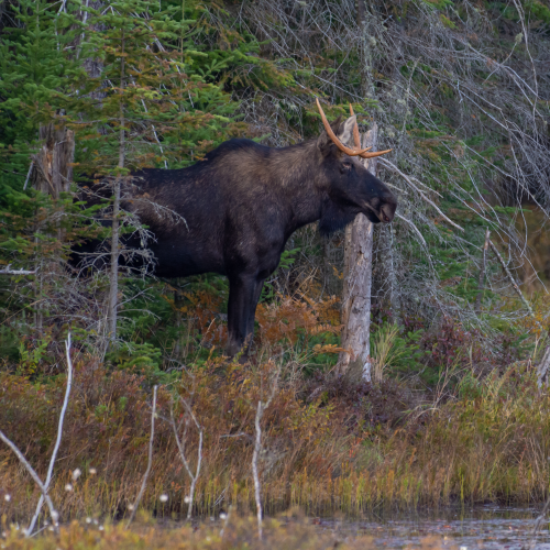 Fall Bull Moose
