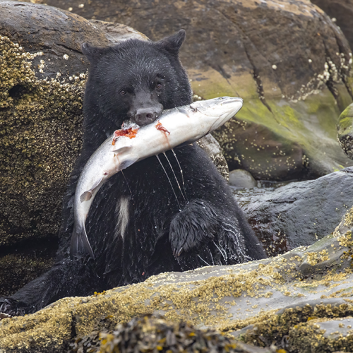 Nice Catch