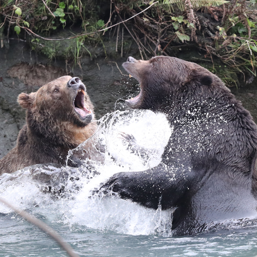 Grizzlies in a Territorial Fight