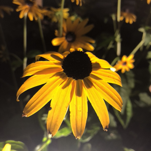 Golden Glow