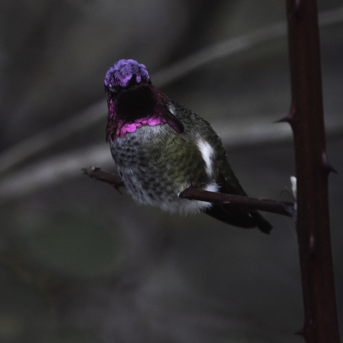 Hummer 
