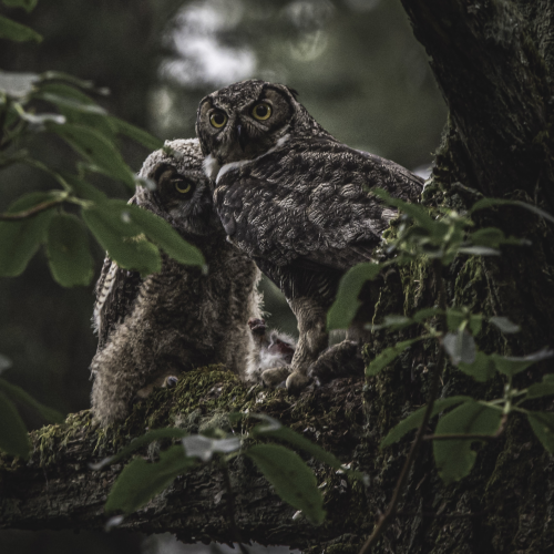 Owlet with attitude 