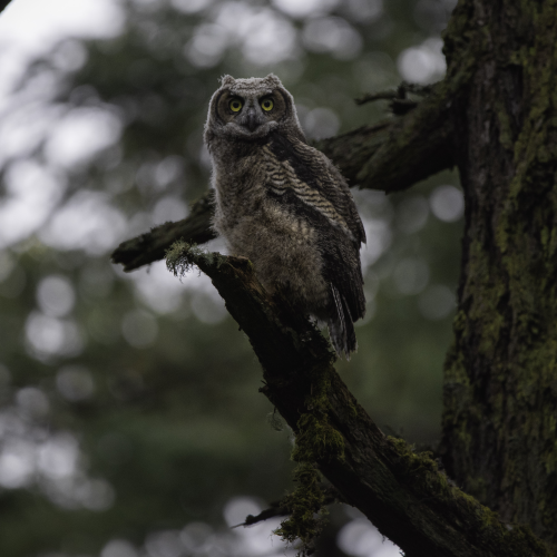 The inquisitive one