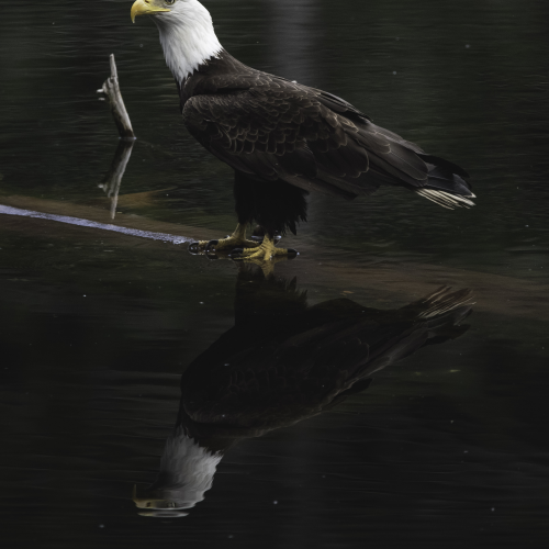 A mirror image