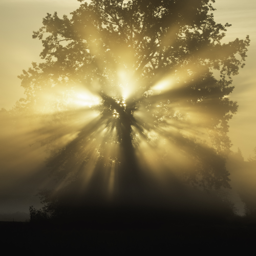 Morning glory